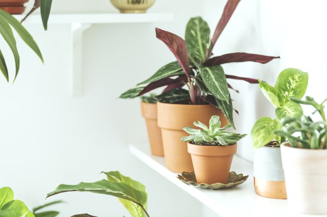Understanding Light Requirements for Houseplants: A Detailed Care Guide