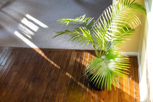 Watering Indoor Palms: How to Keep Your Plants Thriving