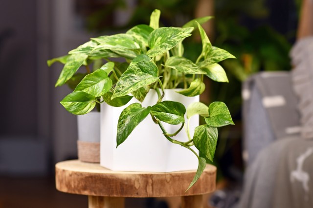Common Houseplant Diseases: Signs, Solutions, and Prevention Techniques