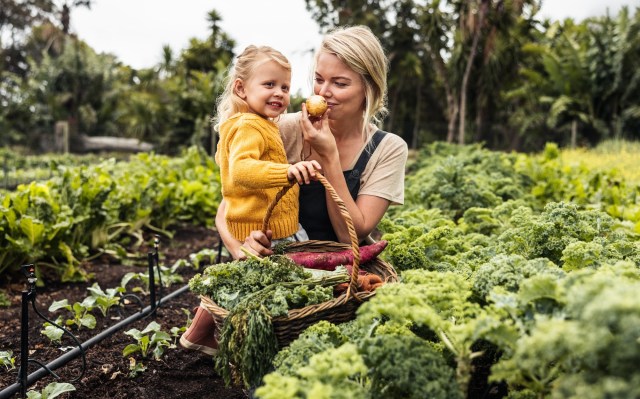 The Ultimate Seasonal Checklist for Successfully Growing Annual Vegetables