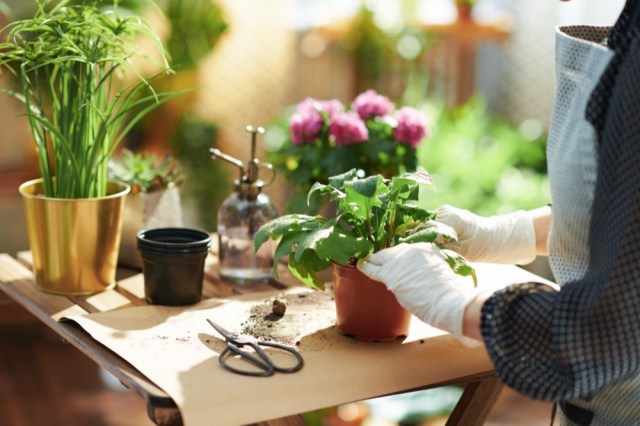How to Maximize Your Small Space with Innovative Gardening Techniques