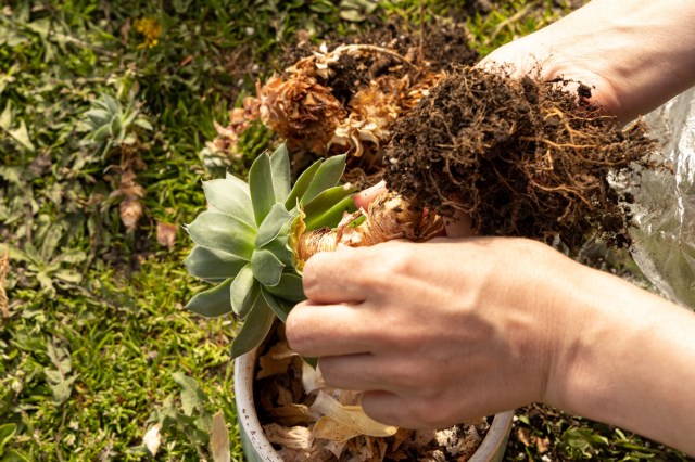 Exploring Drainage: Why It Matters in Choosing Succulent Planters